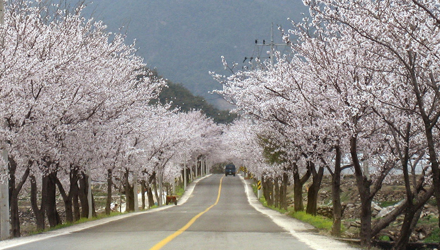함양백운산 벚꽃축제