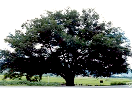 Tree of the County