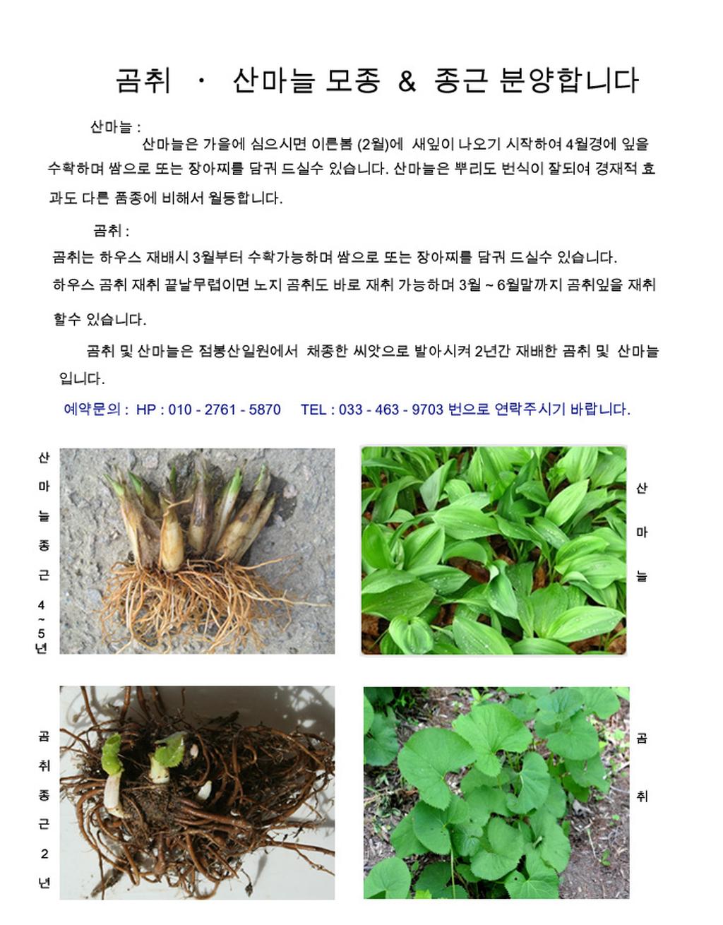 강원도 인제군 점봉산일원에서 재배한 곰취.산마늘 종근 분양합니다
예약문의: 010-2761-5870