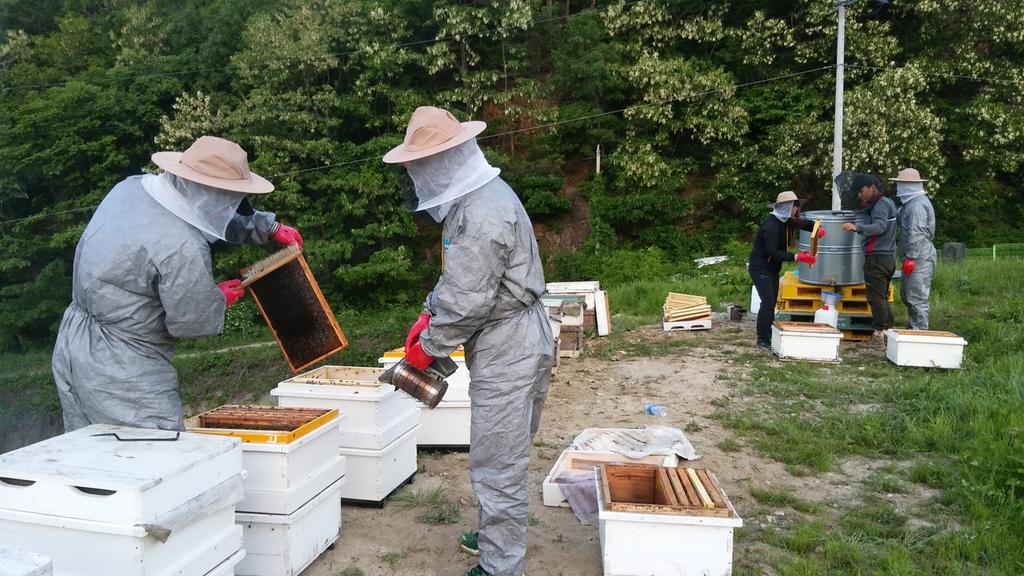 함양군 4-H연합회 꿀벌치기 공동사업