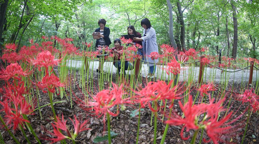 상림공원 붉은 융단 폭격 꽃무릇 만개, 이번주말 절정