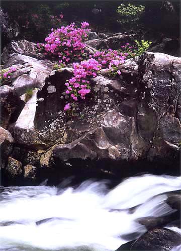 한신계곡의 맑은 물과 철쭉 꽃